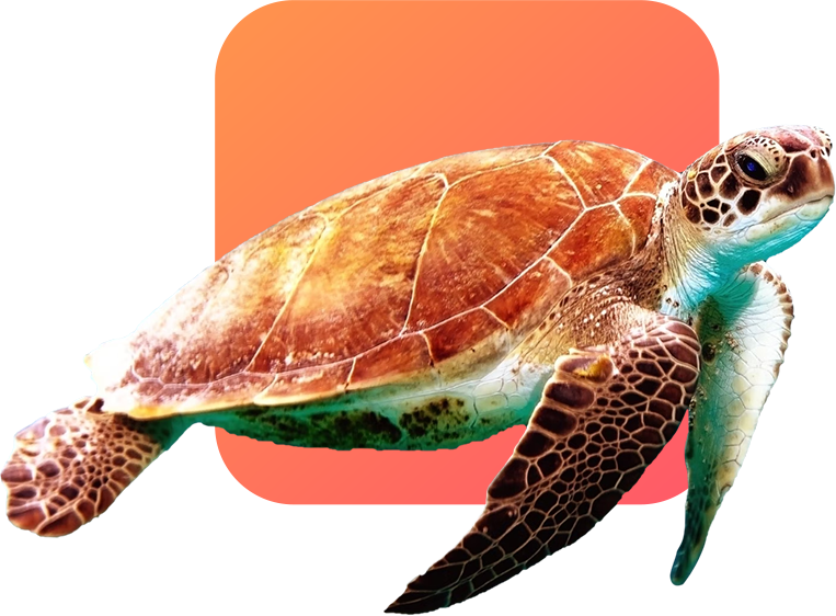 Turtle
